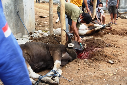 qurban 1442H 2